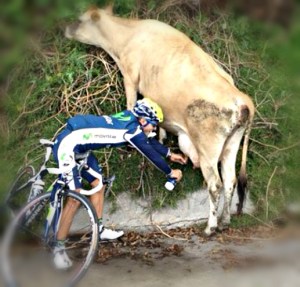 cyclist milking cow 2