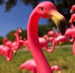 pink flamingo