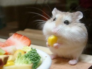 hamster