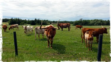 cows watching