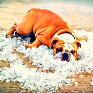 bulldog on ice3